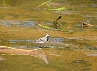 Ausgetrocknetes Flußbett im Hochsommer