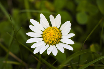 Fototapeta premium daisy flower head close-up and macro
