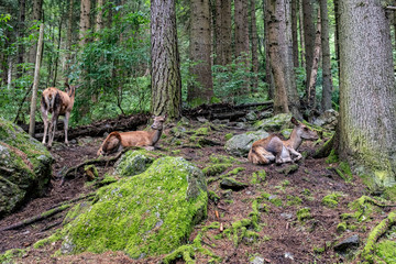 Hirschkühe, Kärnten, 2018