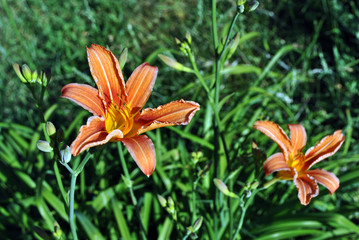 Obraz premium Hemerocallis fulva, the orange, tawny, tiger or fulvous daylily, ditch lily (also railroad, roadside, outhouse lily, and washhouse lily) blooming couple flowers with buds, top view, leaves background