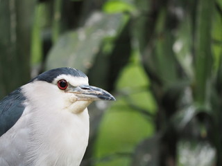 Black Crowned Night Heron Bird