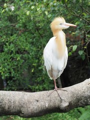 Cattle Egret Bird