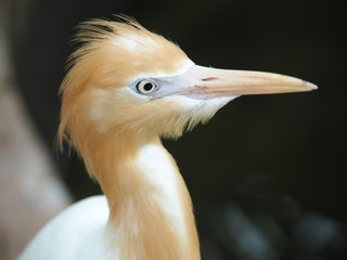 Cattle Egret Bird