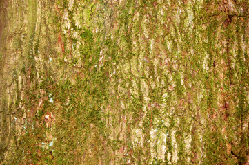 texture of tree bark with green moss