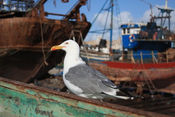 Möwe im Hafen vor Booten lauert auf Fisch