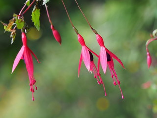 Pink Fuchsia Flower