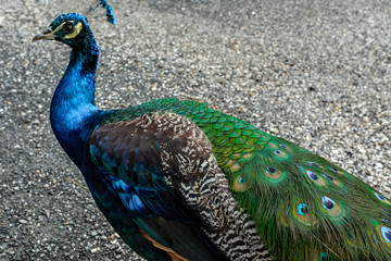 Obraz premium Pfau, 2018