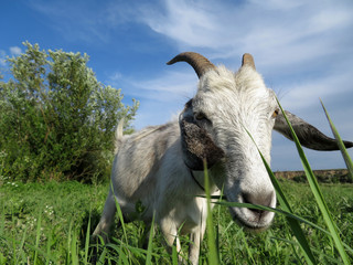 Horned white goat eating grass in a summer green meadow. Goat grazing on a pasture, rural landscape with blue sky and white clouds