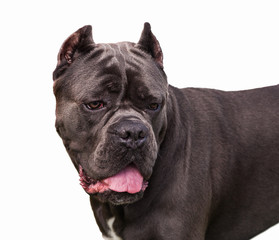 Italian cane corso.