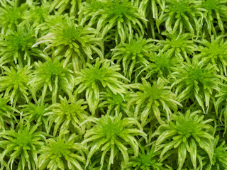 Sphagnum Moss green