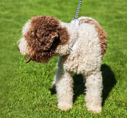 Purebred Spanish Water dog .