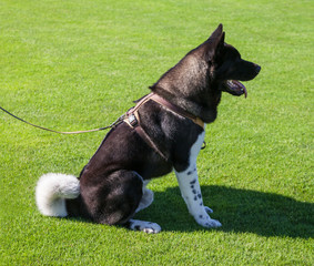 Purebred Old German Shepherd dog.