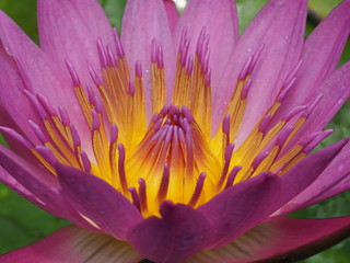 Water Lily Lotus Flower