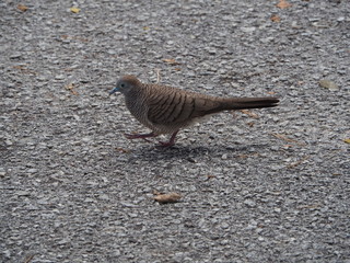 Zebra Dove