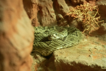 Rattle Snake 