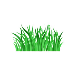 Green spring grass with spikelets. Natural landscape element. Nature theme. Decorative herbal border for poster or banner. Flat vector