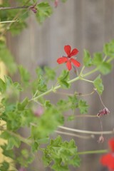 Rosso tra il verde