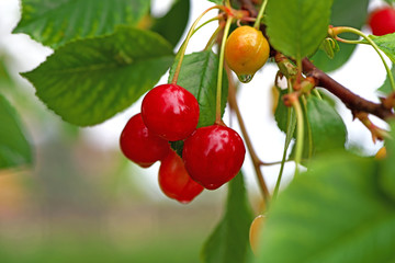 Red cherries in summer in the garden