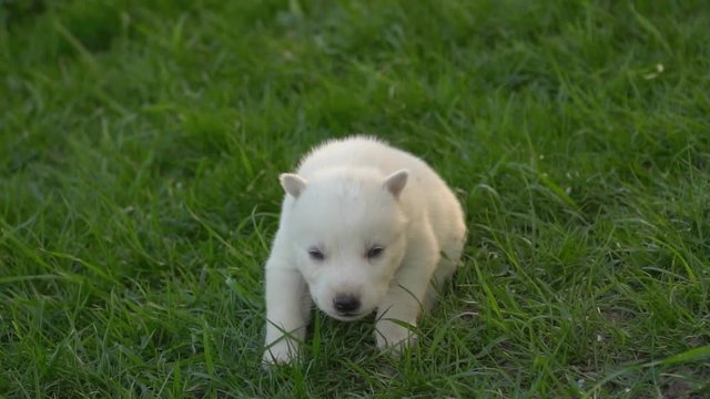 little husky puppy