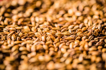 Obraz premium Beer Barley Malted Grains Macro Texture