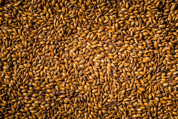 Beer Barley Malted Grains Macro Texture