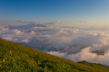 Rhododendron are growing at the top of the mountain at sunset high in the mountains of Sochi, Russia, 08/22/2017
