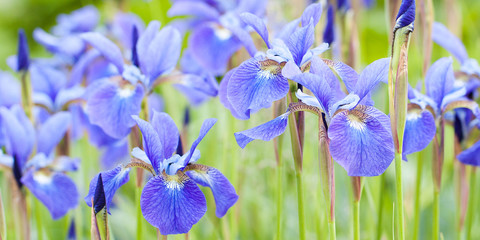 Fototapeta na wymiar beautiful blue irises blooming in the field