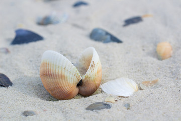 Fototapeta na wymiar Seashells and clams on coastal sands, sandy seascape