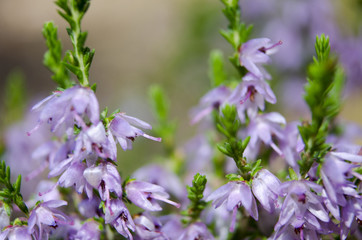 View of forest flowers closeup