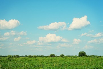 Beautiful rural landscape/ Blue sky, white clouds, green field. Summer nature photo