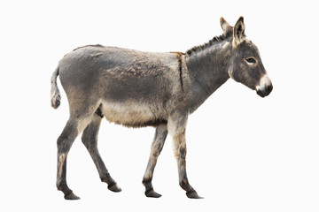 donkey isolated a on white