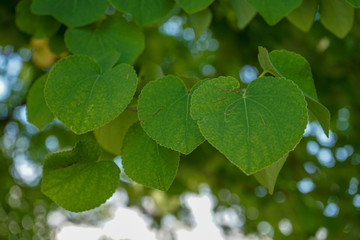 Fototapeta na wymiar heart shaped leaves of the katsura tree, cercidiphyllum japonicum