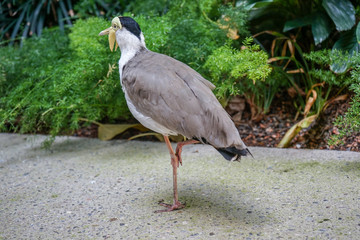 Masked Lapwing Bird, Vanellus Miles, also known as Masked Plover or Spur-Winged Plover