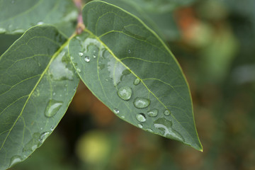 Green leaves with water drops. Macro dew drop leaf on blur background.