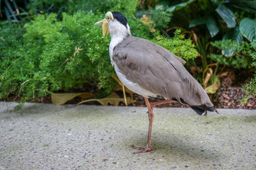 Masked Lapwing Bird, Vanellus Miles, also known as Masked Plover or Spur-Winged Plover