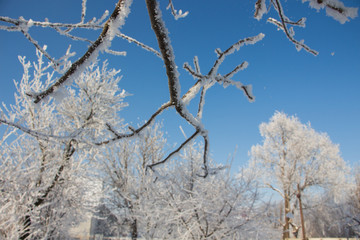 Beautiful winter landscape scene with scene with snow covered trees