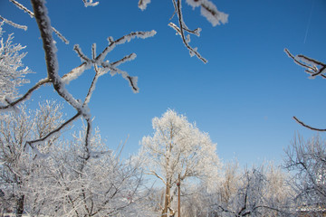 Beautiful winter landscape scene with scene with snow covered trees