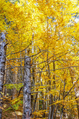 Obraz premium Golden autumn colors in the mixed forest of Vitosha National Park, Sofia, Bulgaria