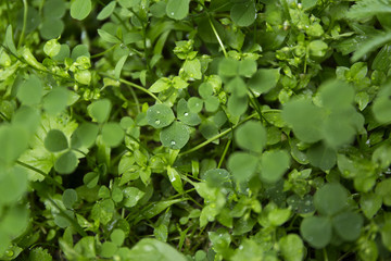 Green clover leaf field with dew drops on blur background.