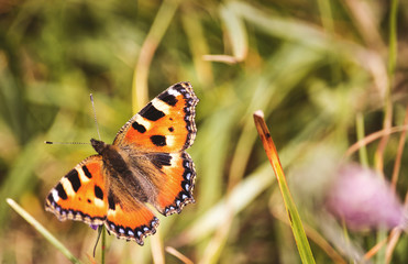 Schmetterling Makro Kleiner Fuchs