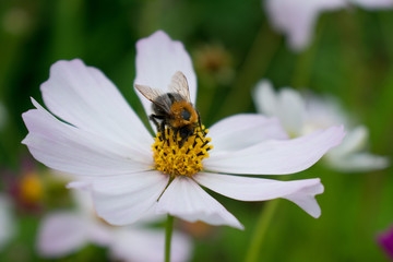 bumblebee