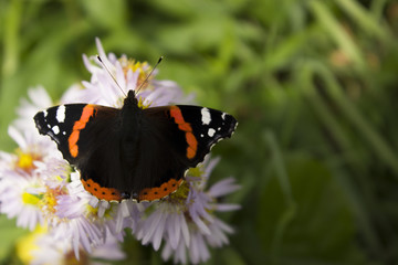 Schmetterling Makro Admiral