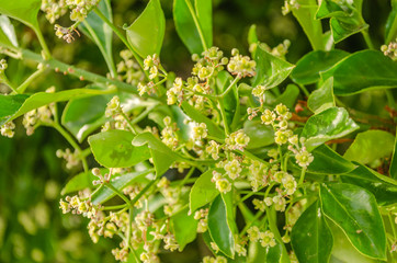 Yellow flowers olives 
