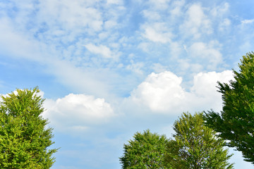 いわし雲と入道雲と木