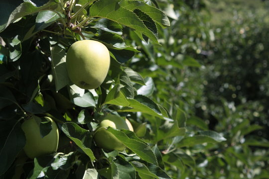 Apflebaum mit Fr&uuml;chten auf einer Plantage in S&uuml;dtirol