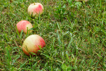 Red apples on green grass in the orchard