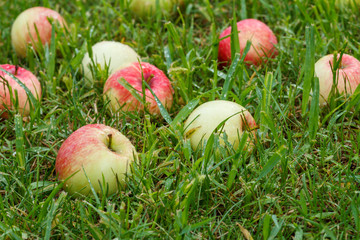 Red apples on green grass in the orchard