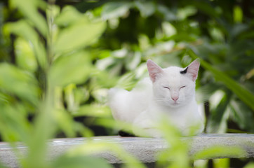 white cat on green park sleeping