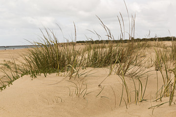 Playa con plantas salvajes en la arena.