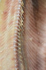 Macro image of a kipper
